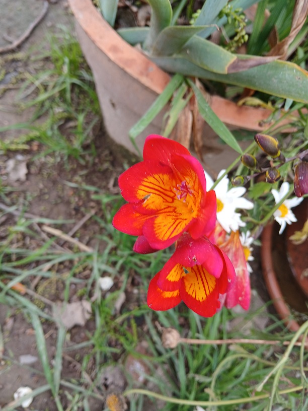 No s'ha trobat l'arxiu